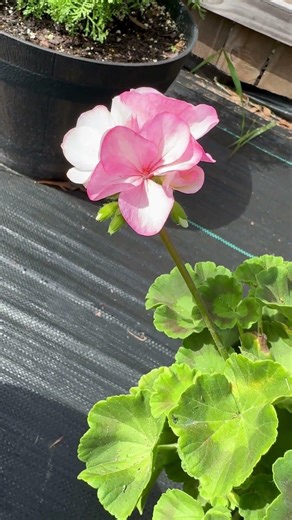 🧚🌹 This is the first spring bloom of my pink and white geraniums! #geranium #spring #flower #pink