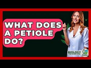 What Does A Petiole Do? - Biology For Everyone