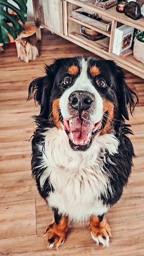 JUSTINE WDM | on Instagram: "Le Bouvier, incontestablement le meilleur chien du monde 🫶🏼 🐶: Inconteftablement 😌 En toute objectivité biensur 😌 🐱: ... pas la force de commenter 😑 😂 ➡️ Et vous c'est quoi votre race de chien préférée ? 😮 ➡️ UN 😂 POUR MONTANA ? ❤️ Bon dimanche 🥰 #bmd #bernesemountaindog #dogofinstagram #doglovers #funnydog #berneselovers"