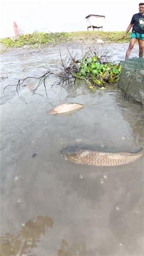 Amazing Mud Fishing: Catching Giant Fish with Traditional Methods #fishing #fish #bigfish