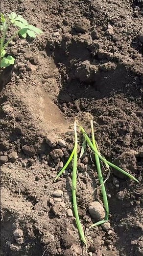ネギの根に共生する微生物が、スイカの天敵「ツル割れ病」の原因菌を抑制します。異なる性質が補い合い、全体の健全さを保つのはまさに自然の調和。根を密着させて植えるのがコツです。#スイカ #ハソジャン農園