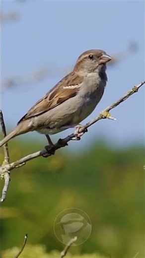 Why Sparrows Are Disappearing Fast ?🐦