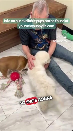 Snippet from our Friday Night Live! Live here on YouTube most Fridays. #englishcreamgolden #beabull