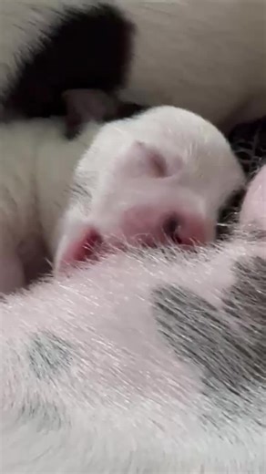 Tender moments of these mini jack russells! 🐶❤️ #dogs #puppylove #puppies #jackrussellterrier #jackrussellsoftiktok #foryoupage❤️❤️ #ubersjackrussellterrier