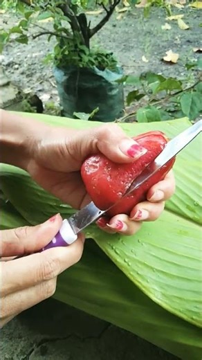 Belah jambu air citra #jambuaircitra #jambumete #buahjambu