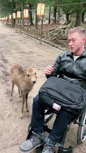 Japanese Deer in Nara Park looks at wheelchair. #japan#paraplegic#wheelchairlife#japntravel#japantok#traveltiktok#naturelove#acessability#travelmore