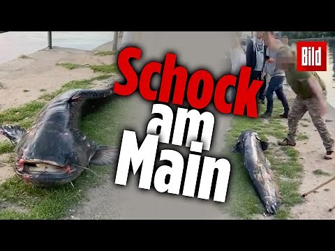 Männer beschimpft und bedroht, nachdem sie Riesen-Wels aus dem Wasser gezogen haben