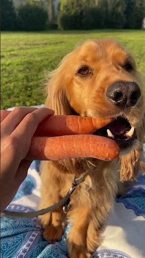 🐶 4 Gemüse-Sorten für deinen Hund, die du unbedingt kennen solltest 🐕