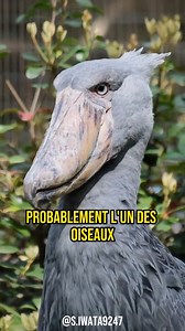 Le cri à la fin est vraiment super étrange 🦖 Le bec-en-sabot est un oiseau aussi fascinant qu’impressionnant avec son allure de dinosaure ! #animal #nature #birds #wildlife #africa #oiseau | Frère Faucon