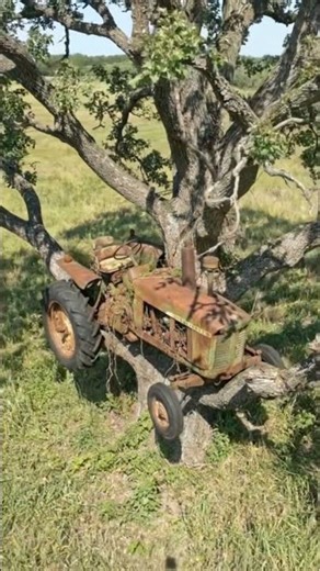 40 Years Stuck in a Tree… Can This Tractor Be Saved? 😳