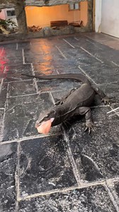 849K views · 29K reactions | The Reptile Zoo on Reels | Facebook