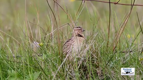 185K views · 16K reactions |  Cro-ro. Wet my lips. Wet my lips. Wet my lips.  We've enjoyed super views of this incredibly showy singing Common Quail near Hoswick this month. Never appreciated just how loud the song really is! Volume up. Video by Hugh. | Shetland Wildlife | Facebook