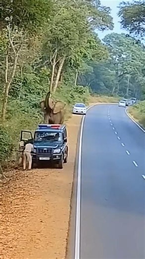 “Police Jeep Ka Peecha Karne Laga Vishal Hathi 😱🚓🐘”#elephant #animalattack #elephantattack #cctvfoot