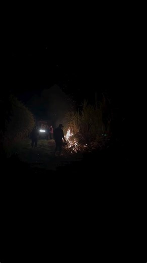 20K views · 272 reactions | Another cane burn, another glorious sight...