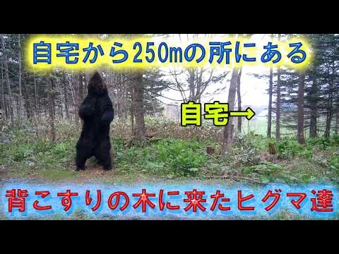 自宅から250mの所にある 背こすりの木に現れたヒグマ達 Brown Bear Trail camera Hunting camera 北海道ヒグマチャンネル ヒグマ 羆 巨大ヒグマ トレイルカメラ