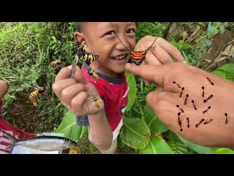 Save the wasp from the attack of red ants‼️catch clam shell, honey bee, demon horned spider, fish