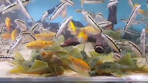 1.8K views · 30 reactions | Green Phantoms and dwarf chain loach enjoying Vitalis Aquatic Nutrition @ Pier Aquatics | Pier Aquatics | Facebook