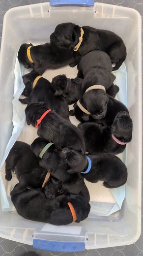 1.2K views · 46 reactions | Bitterroot Newfoundlands on Reels | Facebook