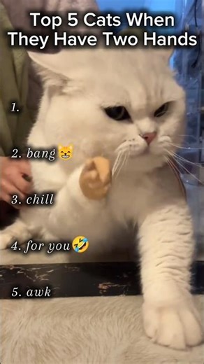 Top 5 Cats When They Have Two Hands