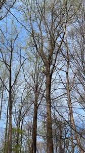 Monster poplar taken down by @Daves tree and lawn | Timberkutterpatriot