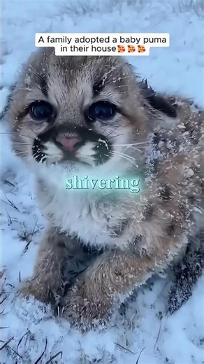 He Rescued a Baby Puma... Now It Thinks It's a House Cat 😺