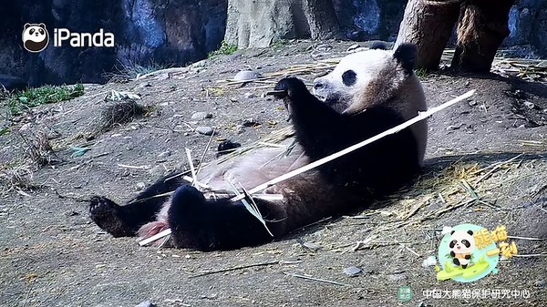 29K views · 1.3K reactions | Panda squad rules: Eat bamboo together. Gain weight together. (Chun Yu & Ji Fu) #cutenessoverload #cute #adorable #panda #CCRCGP #HiPanda #PandaLife For more panda information, please check out: https://en.ipanda.com | iPanda | Facebook