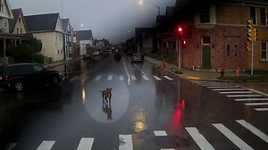 71K views · 911 reactions | From rainy street to VIP seat? This pup was in for a wild ride! #Animalkind | Humankind | Facebook