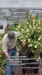 32K views · 273 reactions | #add SNOWBALL BUSH ,tough and hardy large...