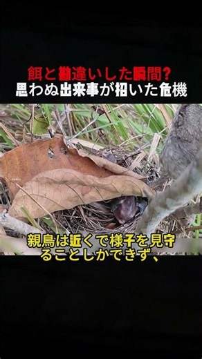 Mistaken for Food? A Sudden Crisis Strikes #Wildlife #Birds #Nature #Ecology #Documentary