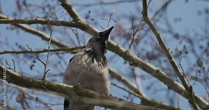 The hooded crow - Corvus cornix, also called the scald-crow or hoodie siting on branch at spring day. Genus Corvus. Widely distributed, it is found across Northern, Eastern, and Southeastern Europe