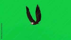 American bald eagle flying and gliding on green screen. 3D rendered loop animation.