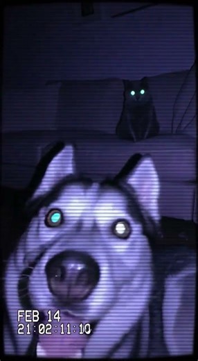 Found Footage: What My Husky Does at 3AM 📼👹 (Cursed Zoomies)