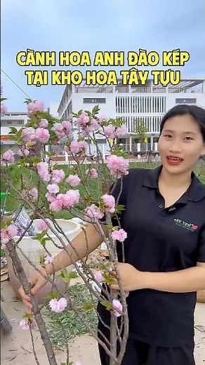 cành hoa anh đào kép tại kho hoa tây tựu