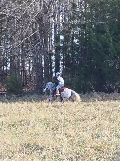 Nolan's Mini Pony Adventure