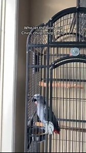 Bird Singalong Project on Instagram: "Parrots are also able to learn parodies of songs! This African grey sings "Who let the birds out" for example. Does your parrot sing or whistle along to a song? Let us know and join our project! Credit to gizmo_the_greybird"
