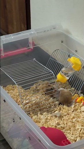 It's drink time | Hamster drinking water from his bottle....#hamster #water #drink #funny #animals