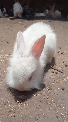 #humor #comedy #laughs #fypシ #fypシ゚viral #viral #viralvideo #shorts #viralshorts