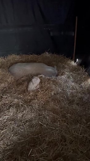 Arnold snoring!😂 🐖 | Wild Heart Ranch