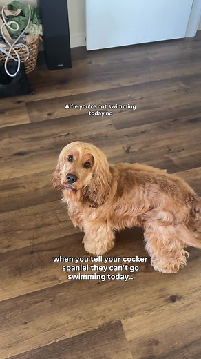 What happens when you have a velcro dog AND a cocker spaniel? 👀 You will NEVER be able to swim without them ever again 🤭 We thought we could get away with a quick dip, but Alfie had other plans and we realised, if we swim, he swims 😂🤎 #dogsofinsta #velcrodog #cockerspaniel #cockerspanielpuppy #swimming #waterdog | Itsalfieandme