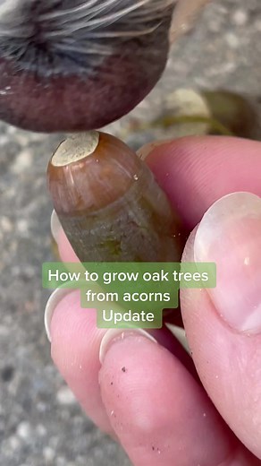 Growing Oak Trees from Acorns: Update