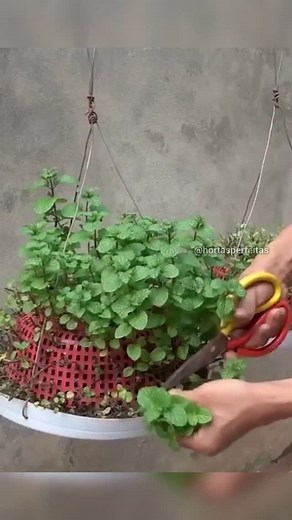 327K views · 10K reactions | Você quer aprender a cultivar alimentos...