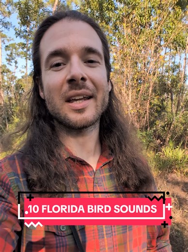 10 Recognizable Bird Sounds in Florida