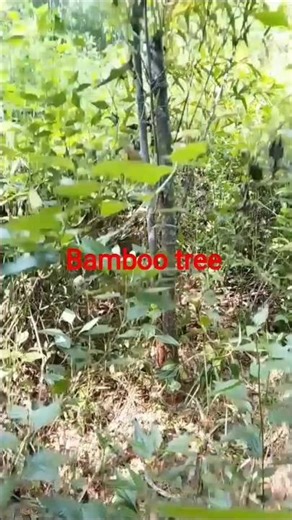 bamboo tree #vlogger 🎋🎋🎋