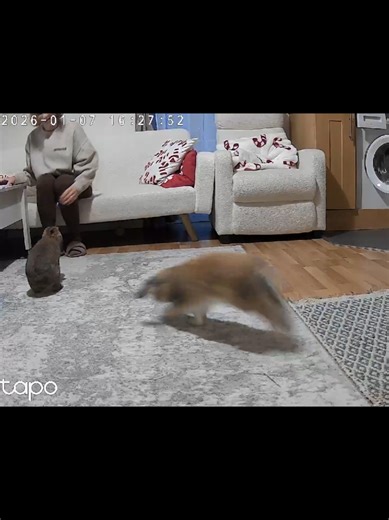 This is how my bunnies greet me when I get home 😊. Exchanging treats for tricks. #rabbitsoftiktok #bunny #funnyrabbit #rabbit #animals