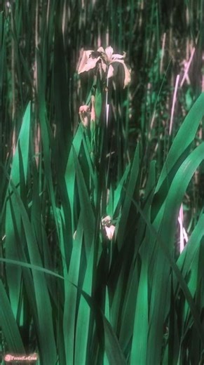 Denmark’s Sunlit Fairy Garden #naturelovers