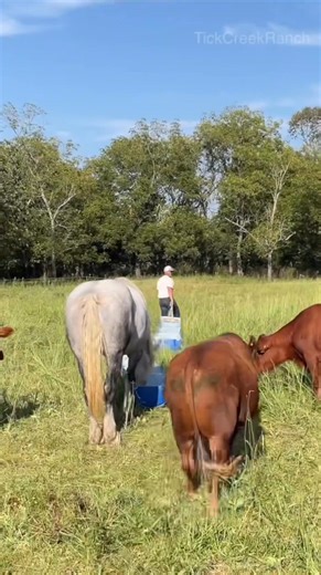 Easy, affordable, and built to last - self-stabilizing cattle feeders made from 55-gallon barrels! #FarmHack #CattleFeeder #DIYProjects #fyp #diy #farmlife #feeder #cattle | Tick Creek Ranch