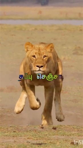 உப்பு தின்னா தண்ணி குடி தப்பு செஞ்சா தலையில் அடி #trending # AR Rahman #🔥🔥🔥🔥# Taj Mahal song#music