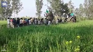 Villagers capture a man-eating tiger that killed six people