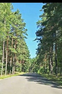 🌲#beautiful#road in Poland#driving#poland#trip