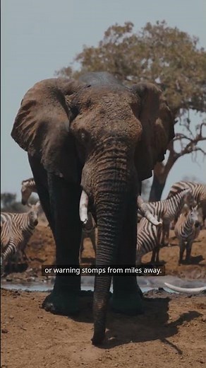 Why Do Elephants Stomp? The Amazing Truth Revealed!